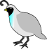 Quail