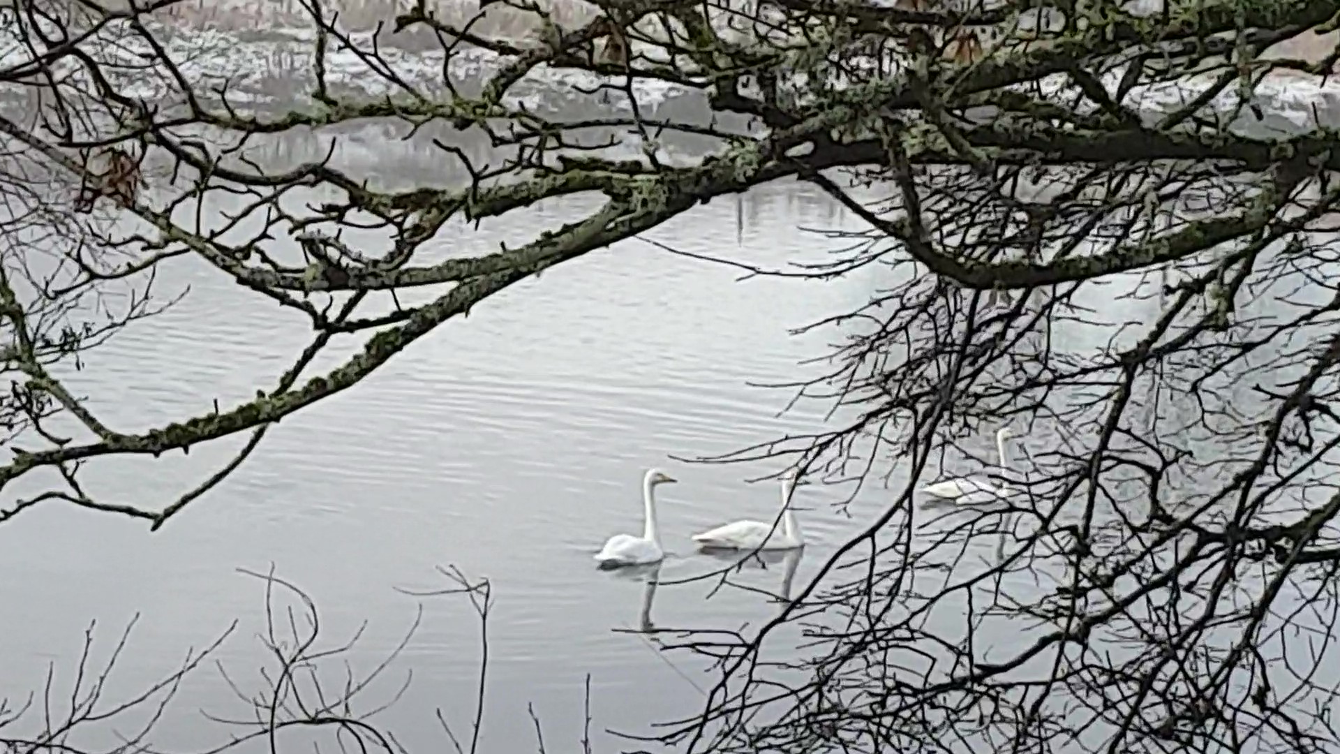 Swans on Tay_10.1.2021