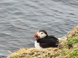 Puffin 19 July 2021