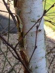 tree birch