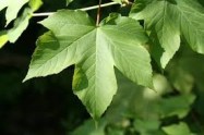 sycamore leave
