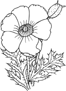 colouring in poppy 2