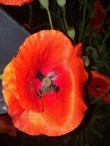 mum poppy