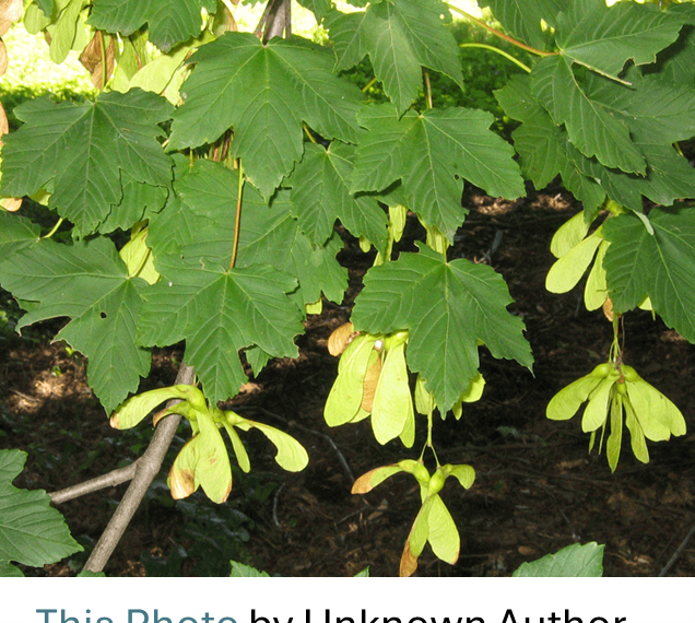 a sycamore